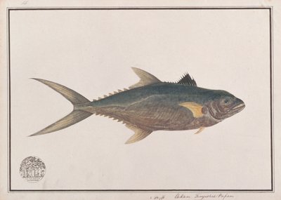 Thazard indo-pacifique, de dessins de poissons de Malacca, c.1805-18 - Chinese School